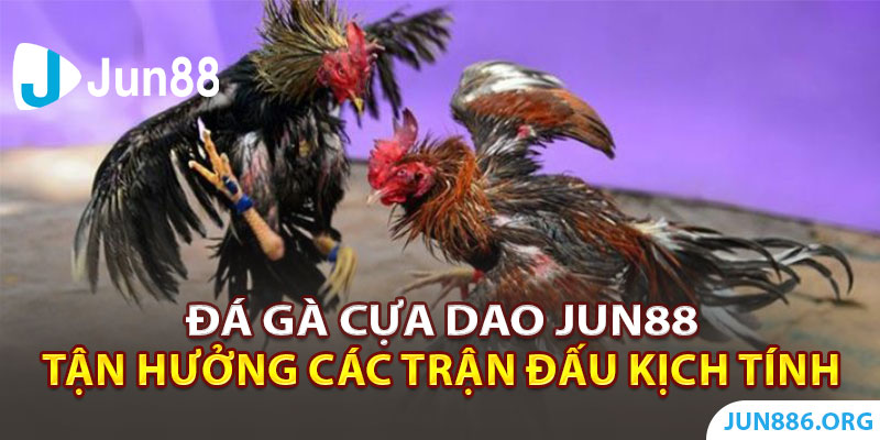 Đá Gà Cựa Dao Jun88 - Tận Hưởng Những Trận Đấu Kịch Tính