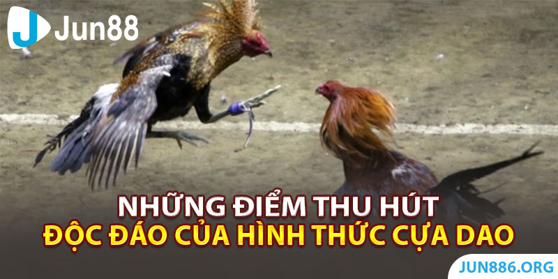 Những điểm thu hút độc đáo của hình thức cựa dao